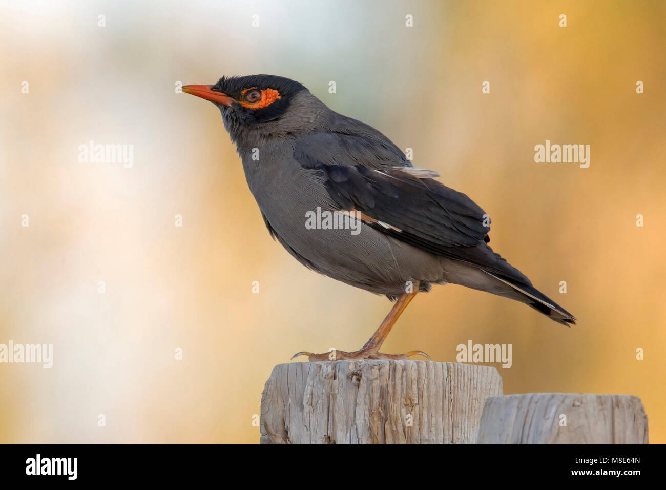 Maina : 46 Maina Bird Photos And Premium High Res Pictures Getty Images