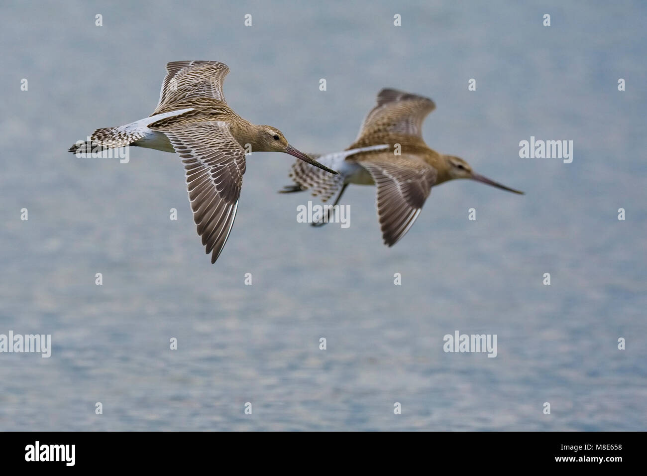 Rosse Grutto vliegend; Bar-tailed Godwit flying Stock Photo