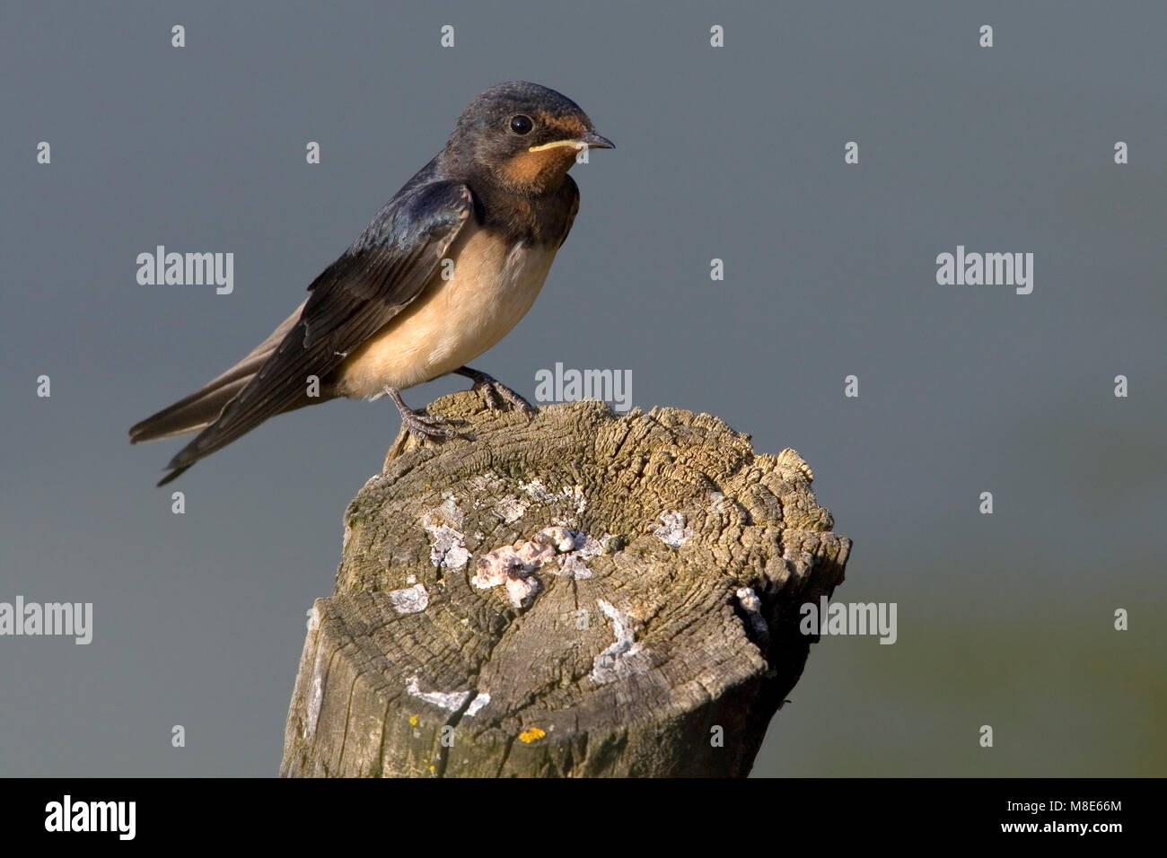 Barn Swallow perched; Boerenzwaluw zittend Stock Photo