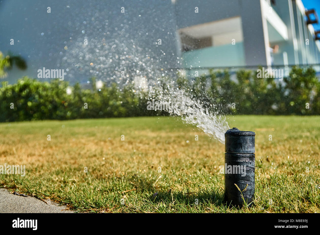 Morning watering of the lawn with automatic irrigation system. Smart