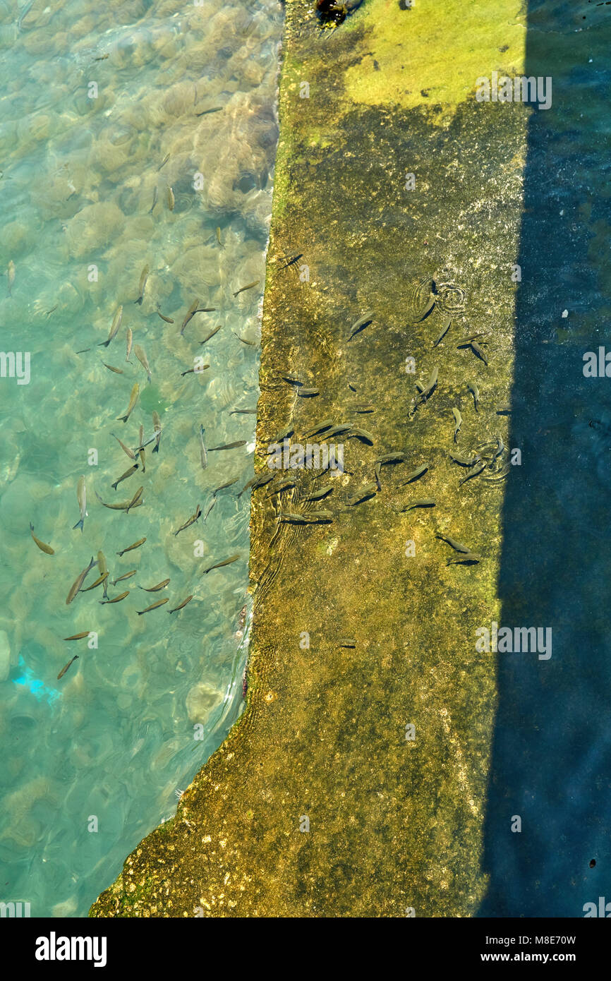 Flock of small fish at the pier eating bread crumbs Stock Photo Alamy