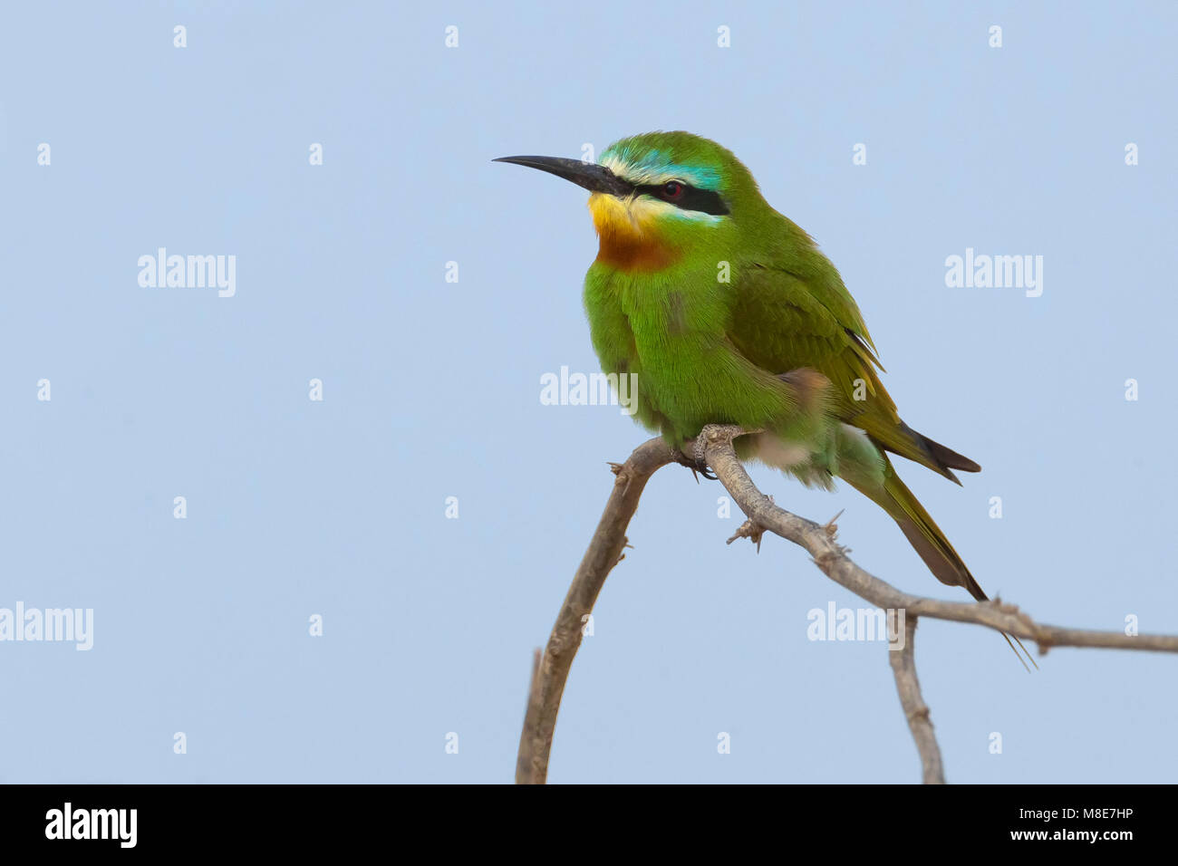 Gruccione egiziano; Blue-cheecked Bee-eater; Merops persicus Stock Photo