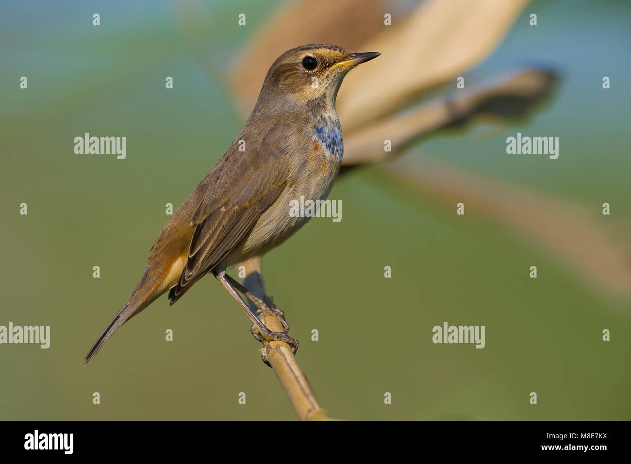 Blauwborst zittend op tak; White-Spotted Bluethroat perched on branch Stock Photo