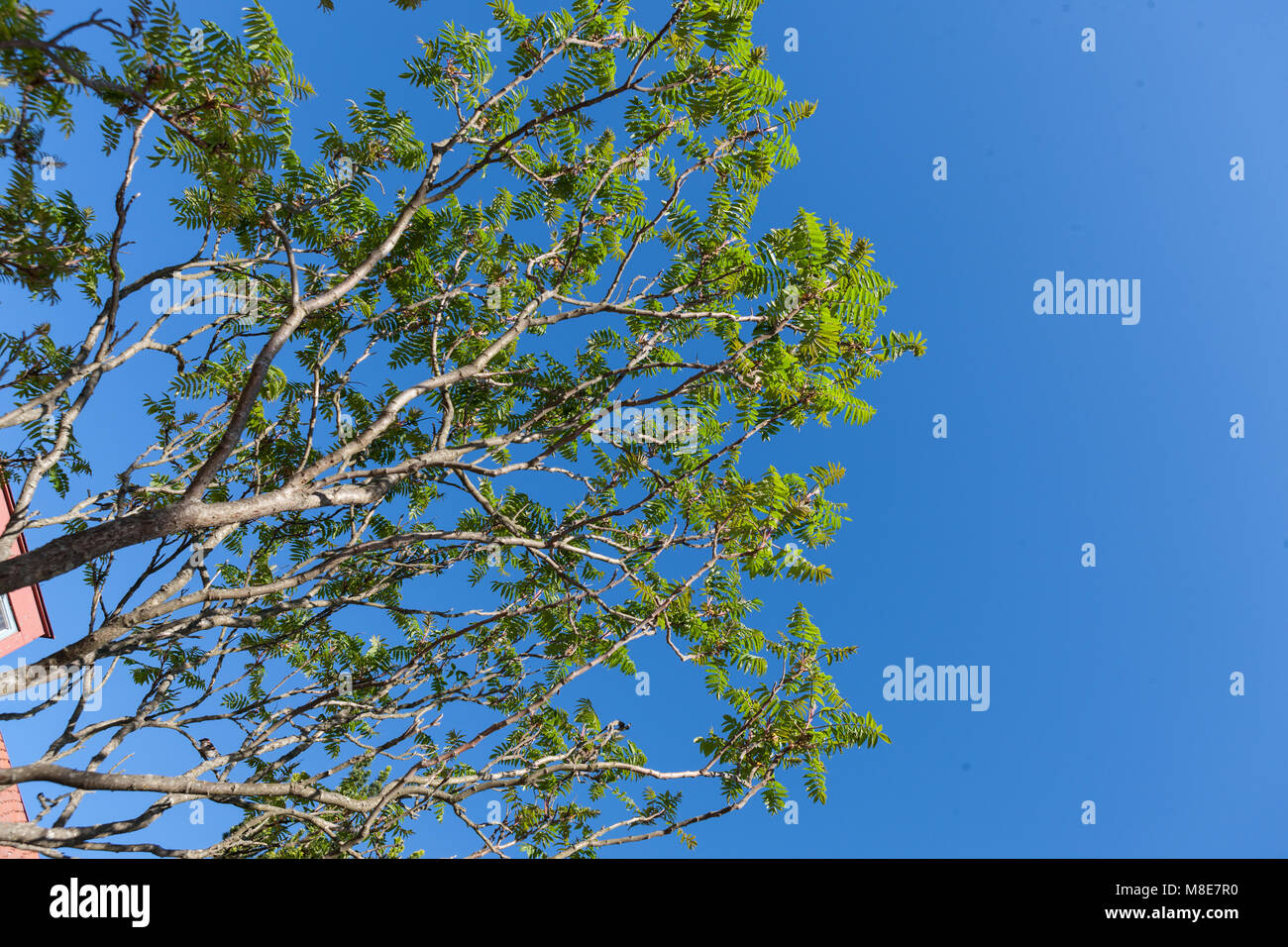 Staghorn Sumach, Rönnsumak (Rhus typhina Stock Photo Alamy