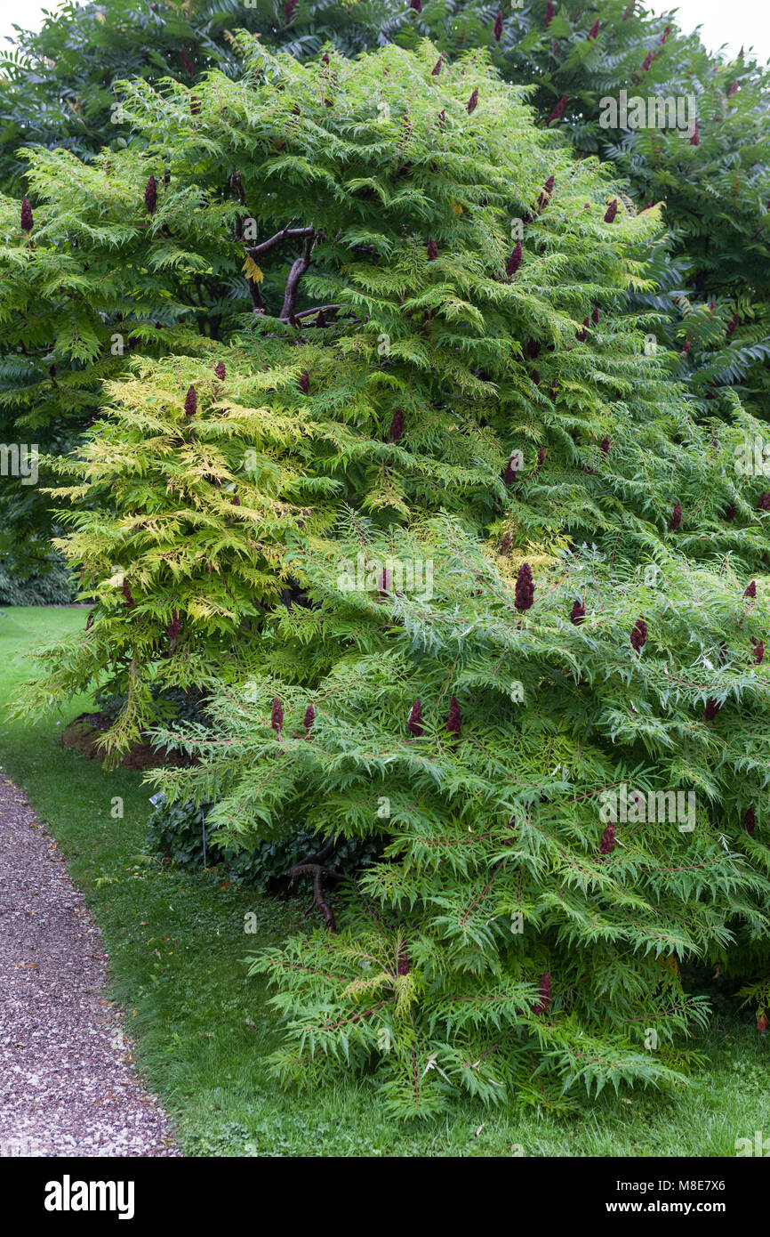 Staghorn Sumach, Rönnsumak (Rhus typhina) Stock Photo