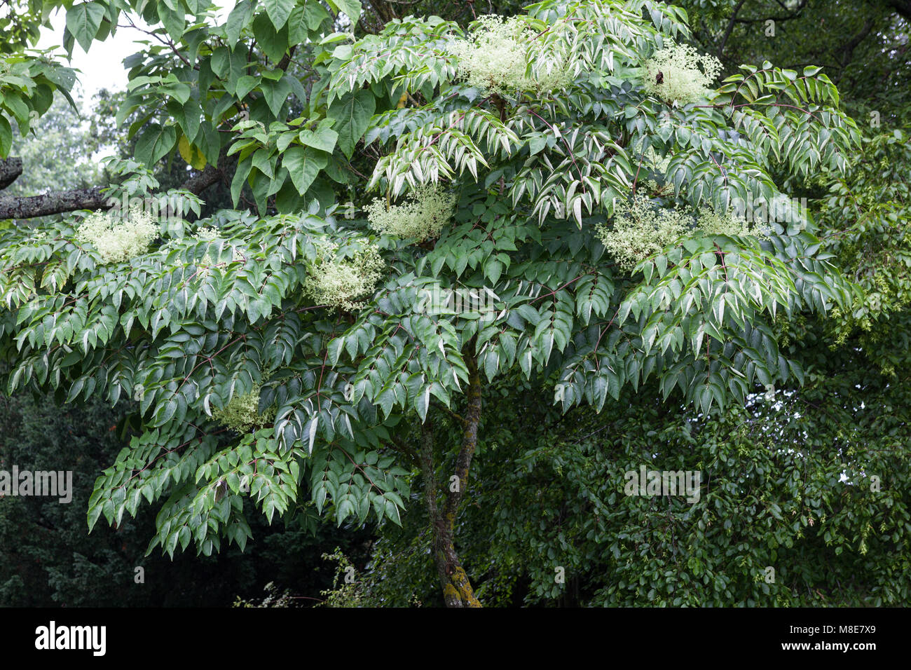 Japanese angelica-tree, Parkaralia (Aralia elata) Stock Photo
