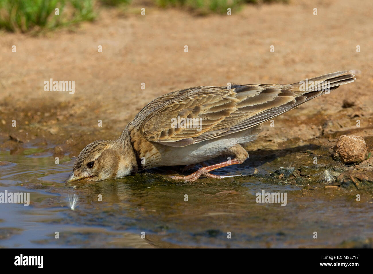 Kalanderleeuwerik Drinkend; Calandra Lark Drinking Stock Photo - Alamy