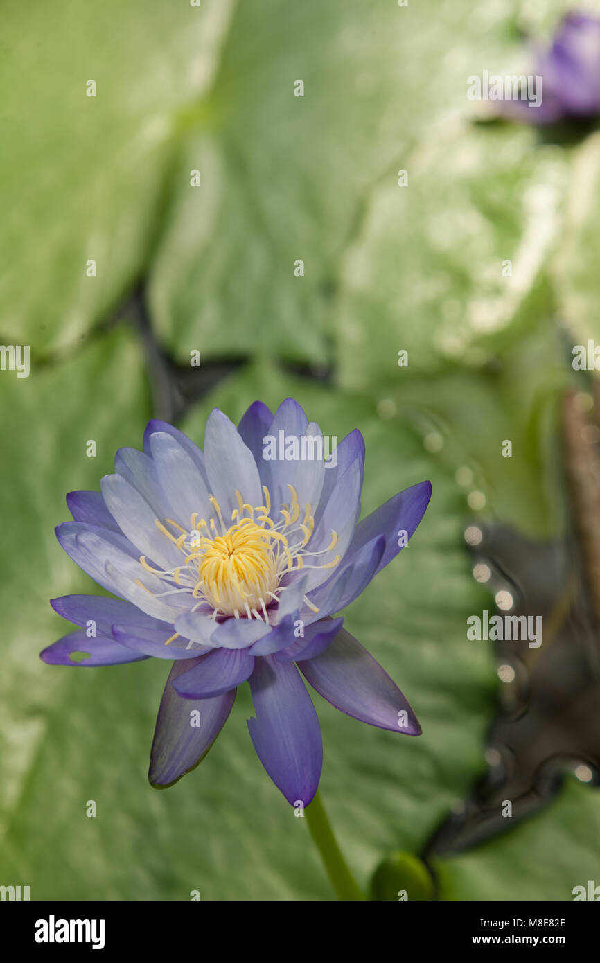 Blue lily, Water lily (Nymphaea violacea) Stock Photo