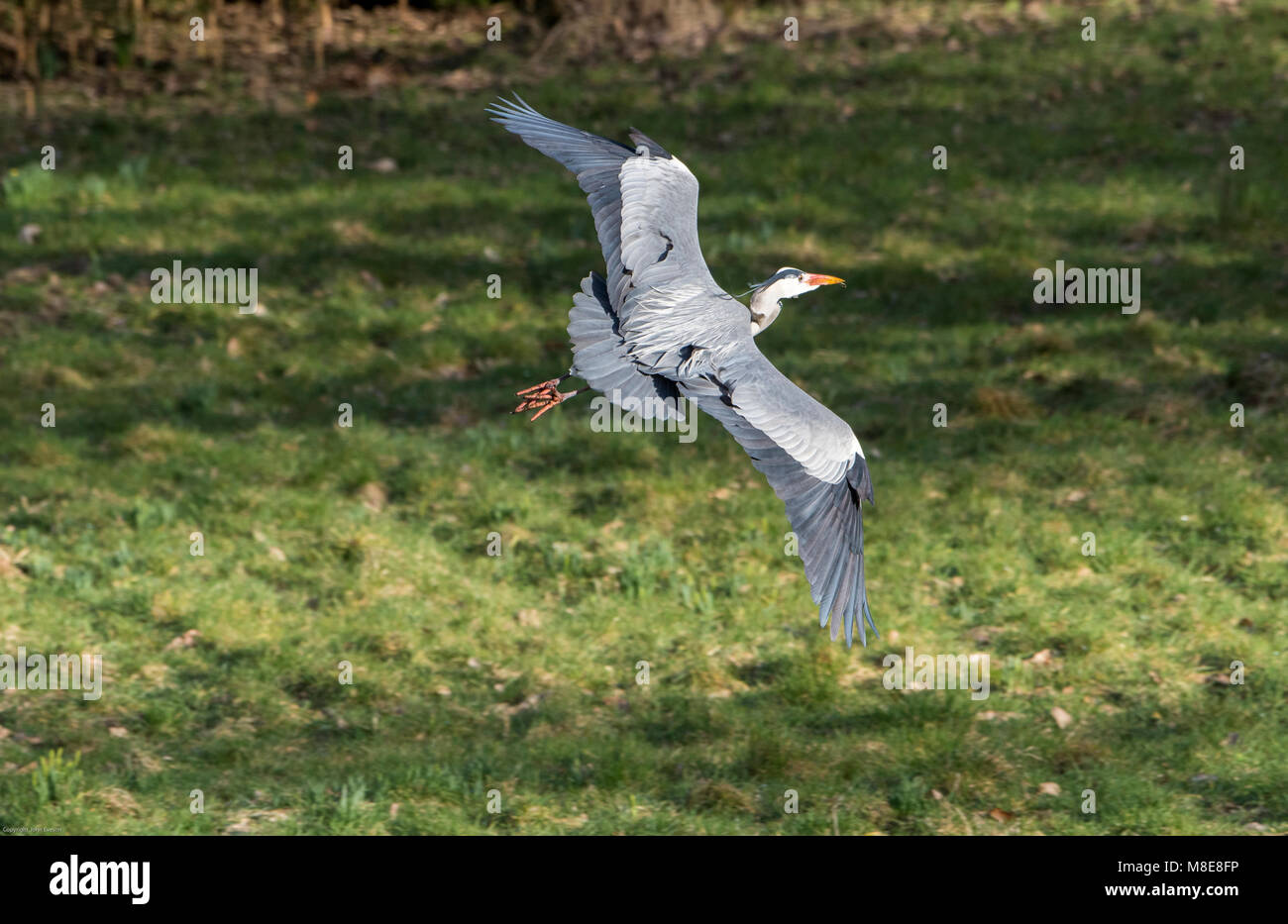 A Grey heron flying at Muncater Castle, Ravenglass, Cumbria. Stock Photo