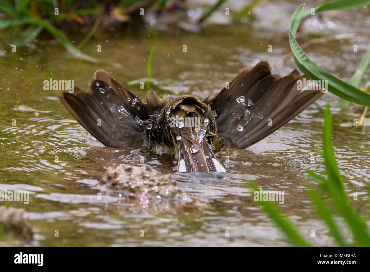 Smyrnagors zich wassend; Cinereous Bunting washing Stock Photo