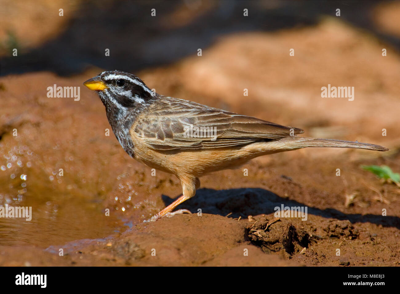 Berggors bij drinkplaats; Cinnamon-breasted Bunting at drinking site Stock Photo