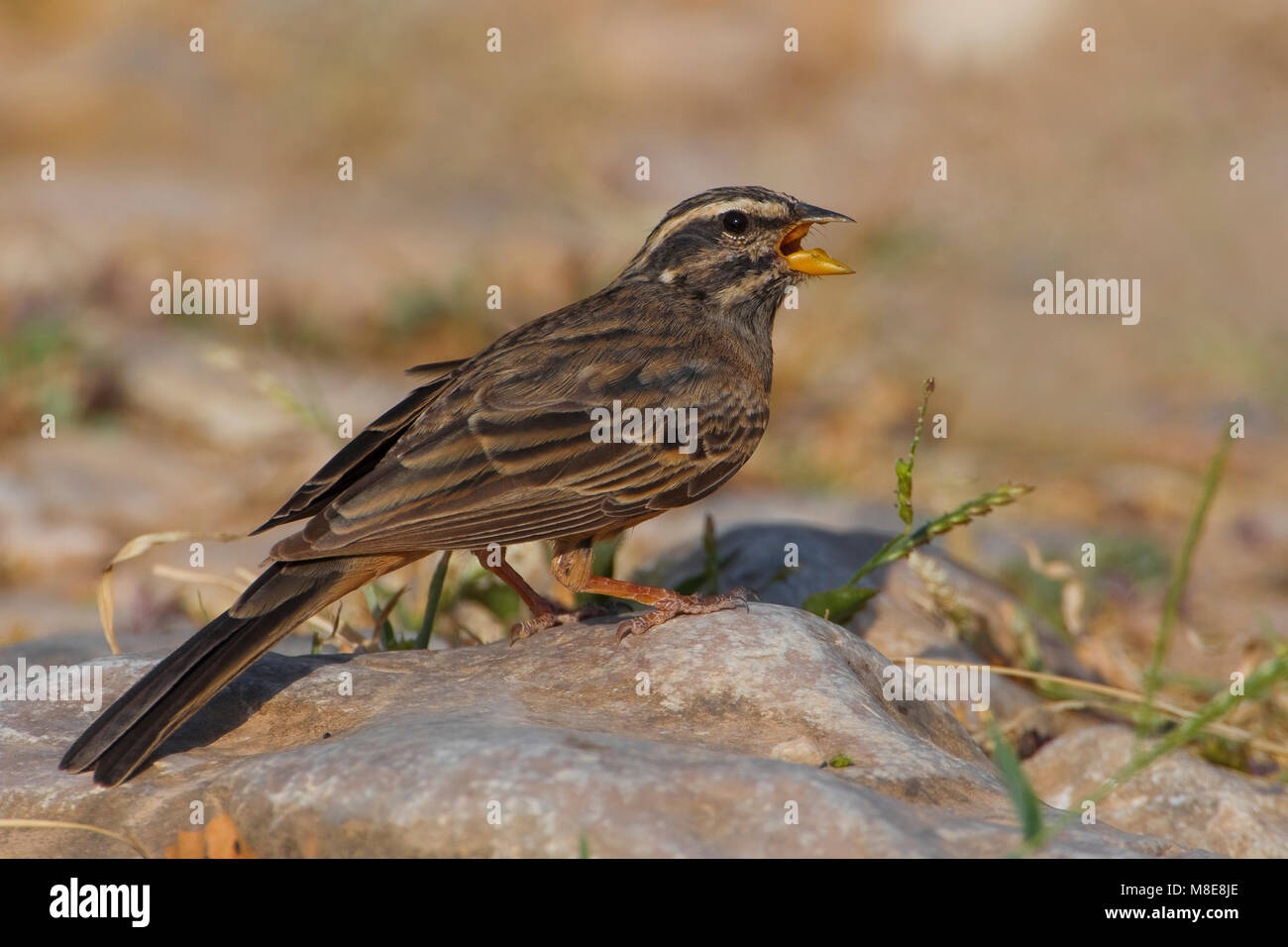 Berggors; Cinnamon-breasted Bunting Stock Photo