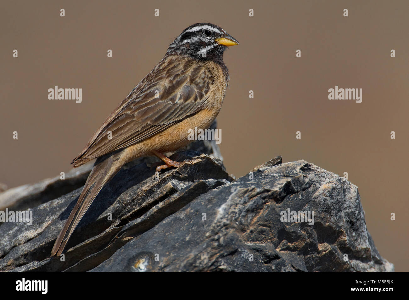 Berggors zittend op rots; Cinnamon-breasted Bunting perched on a rock Stock Photo