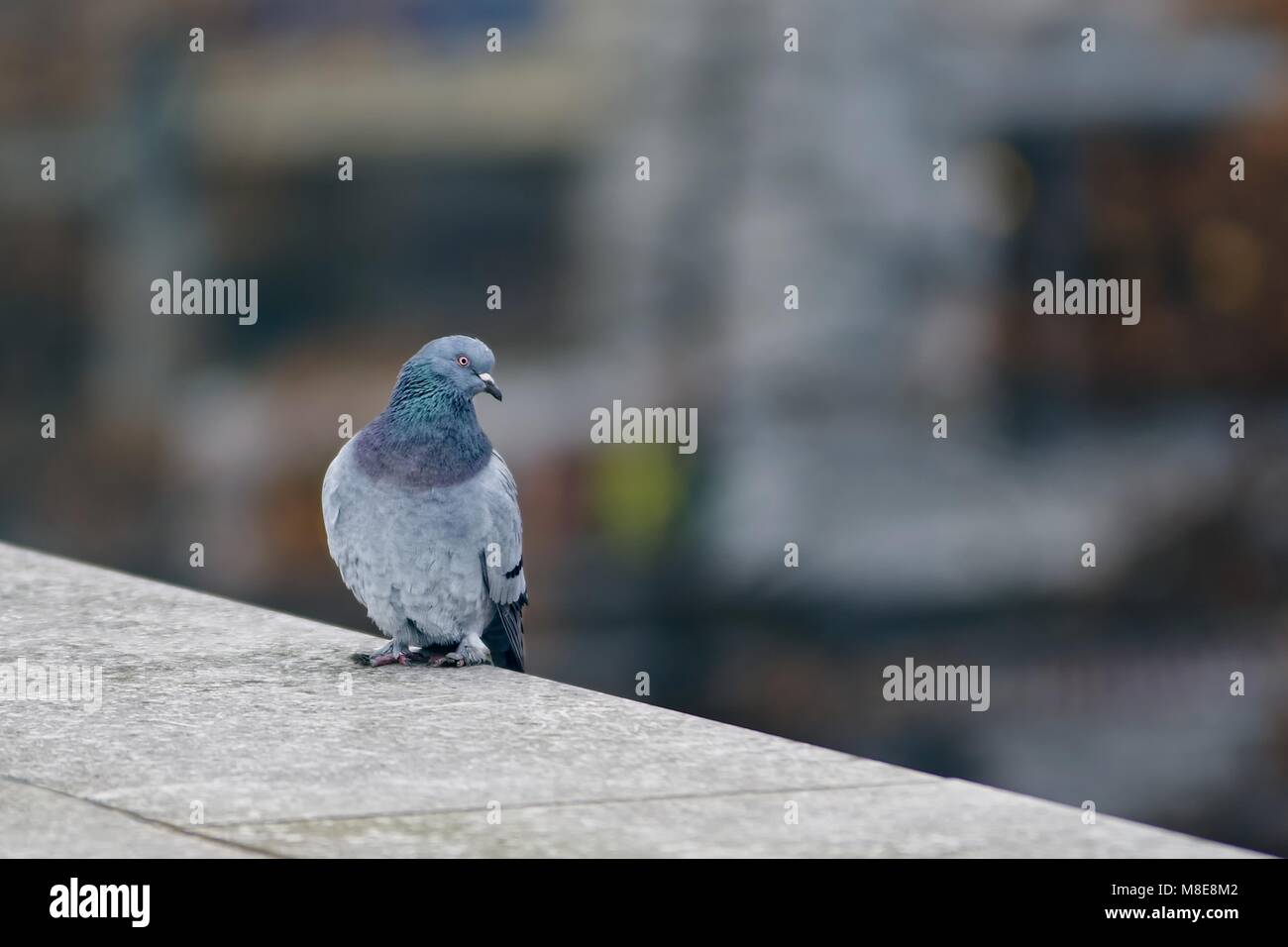 Pigeon on the wall Stock Photo