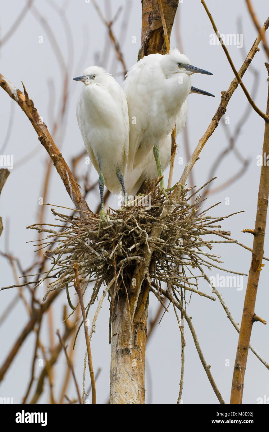 Kleine Zilverreigers op het nest; Little Egrets on nest Stock Photo