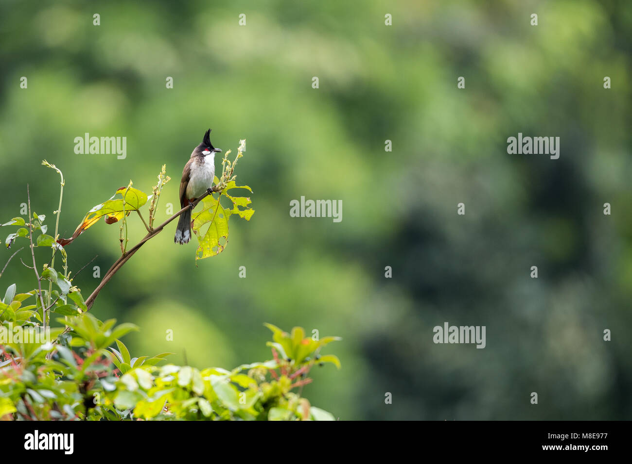 Red whiskered Bulbul perching on plants with beautiful green background Stock Photo
