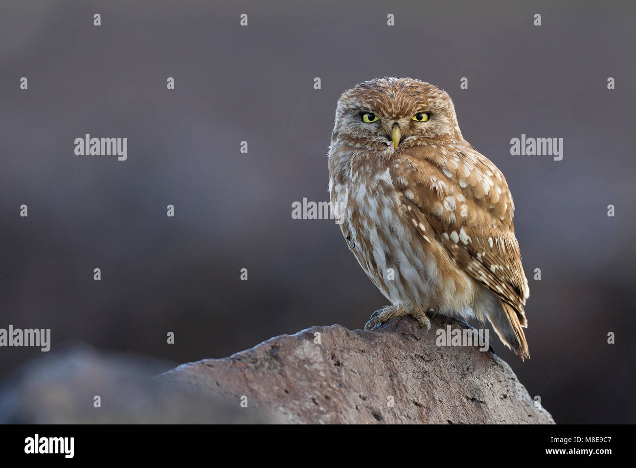 Steenuil, Little Owl Stock Photo