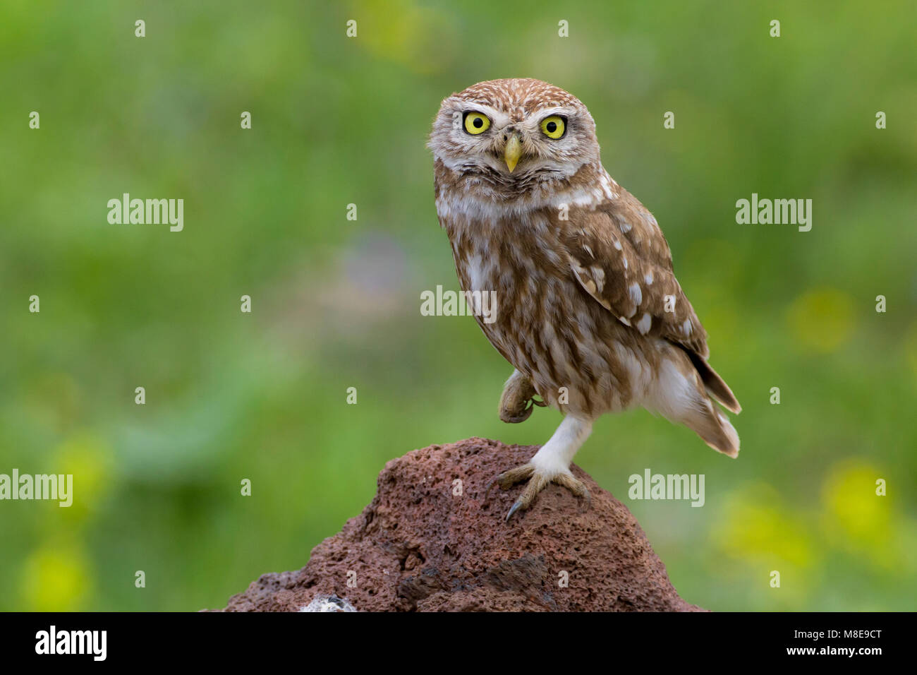 Steenuil, Little Owl Stock Photo