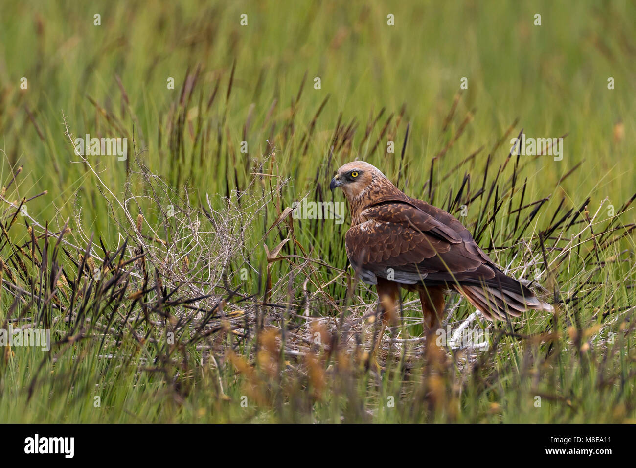 Mannetje Bruine Kiekendief op het nest; Male Marsh Harrier on the nest Stock Photo