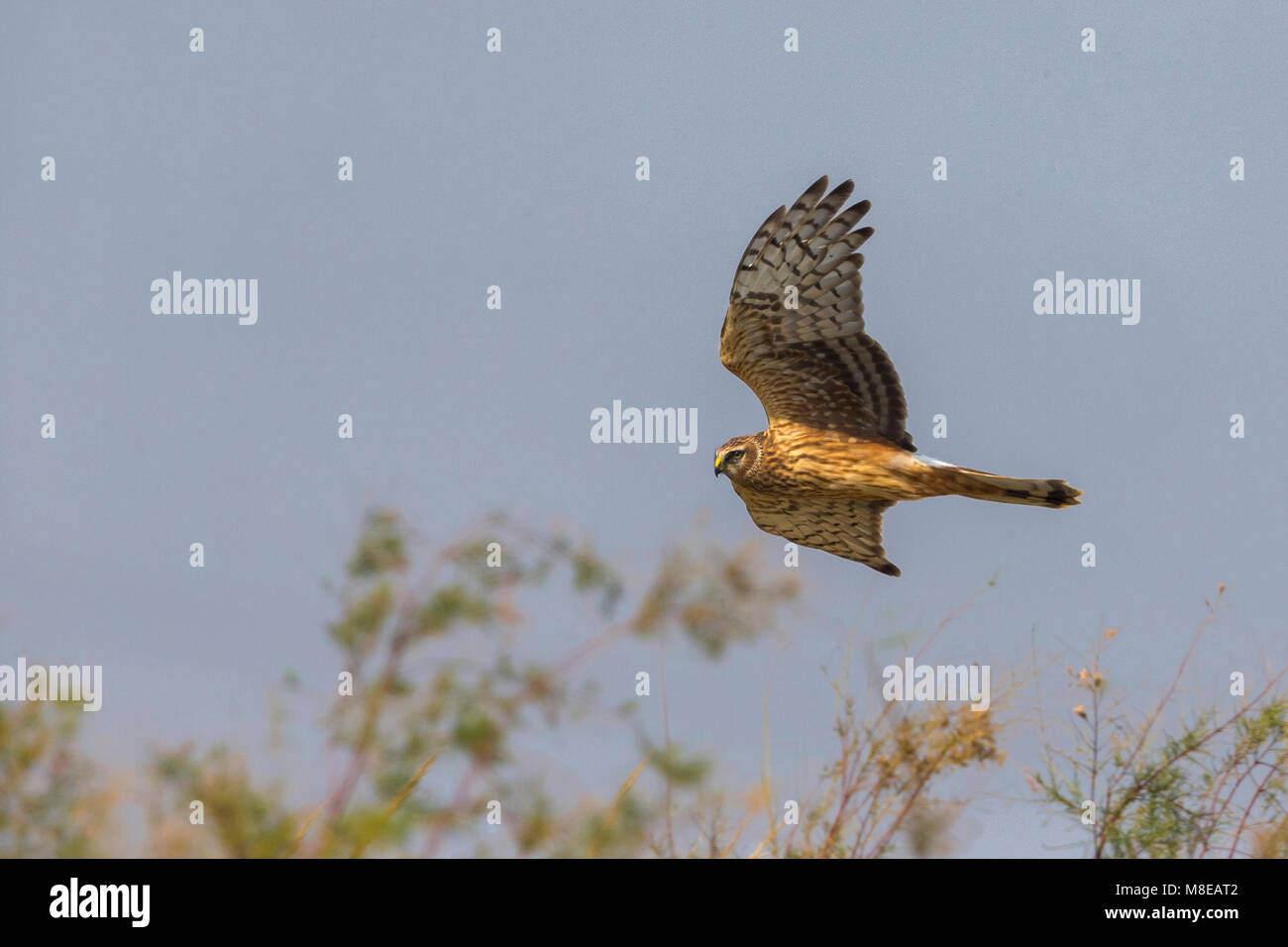 Female hen harrier hi-res stock photography and images - Alamy