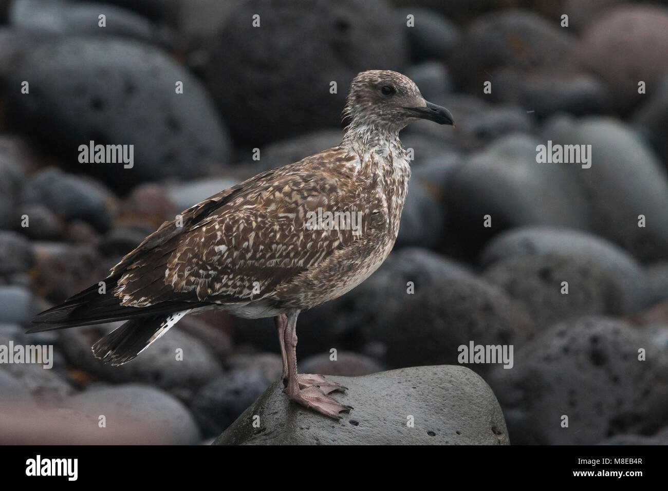 Geelpootmeeuw ssp atlantis; Azores Yellow-legged Gull Stock Photo