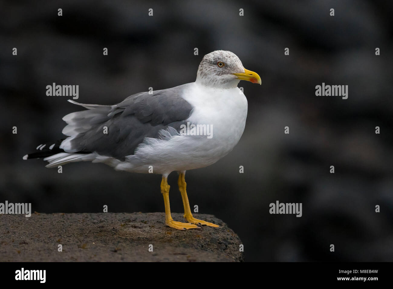 Geelpootmeeuw ssp atlantis; Azores Yellow-legged Gull Stock Photo
