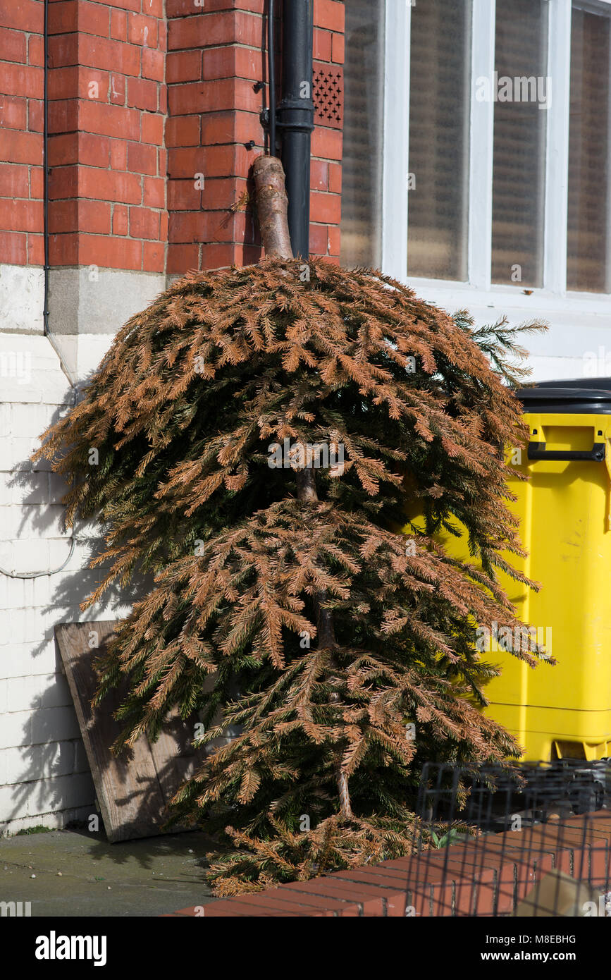 discarded Christmas tree left outside building upside down leaning