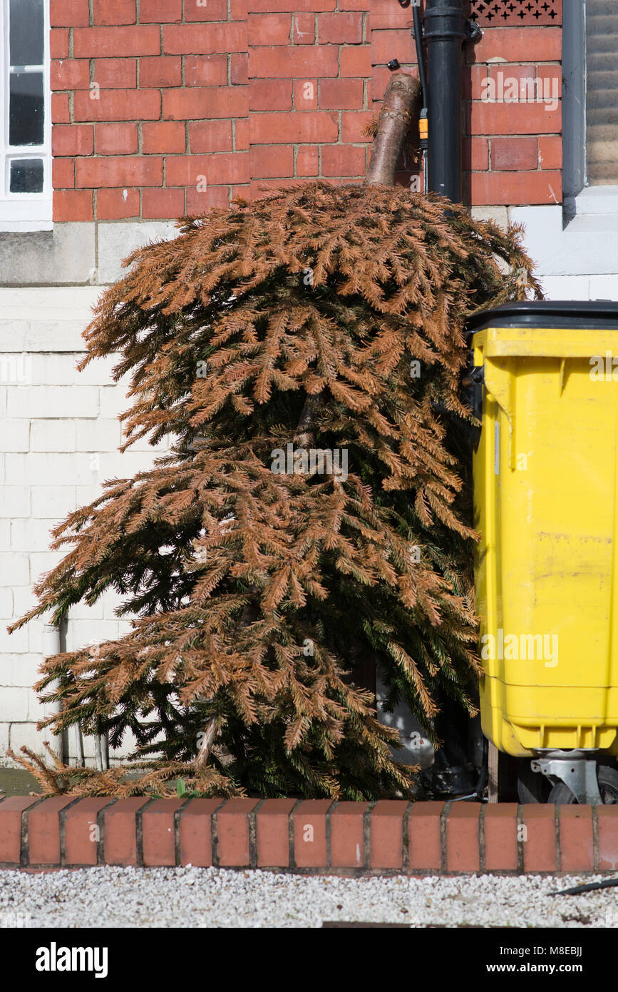 discarded Christmas tree left outside building upside down leaning