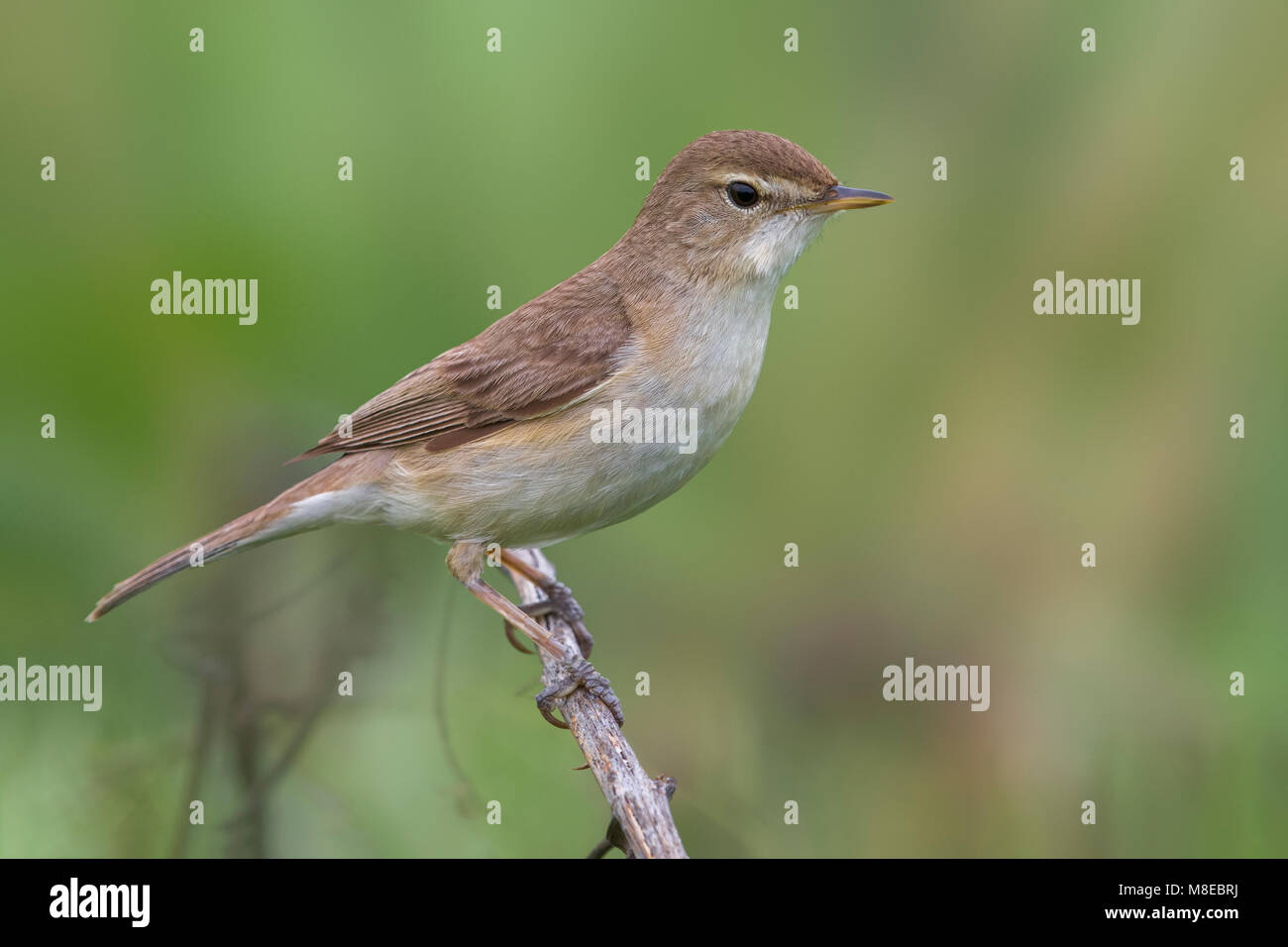 Kleine Spotvogel, Booted Warbler Stock Photo - Alamy