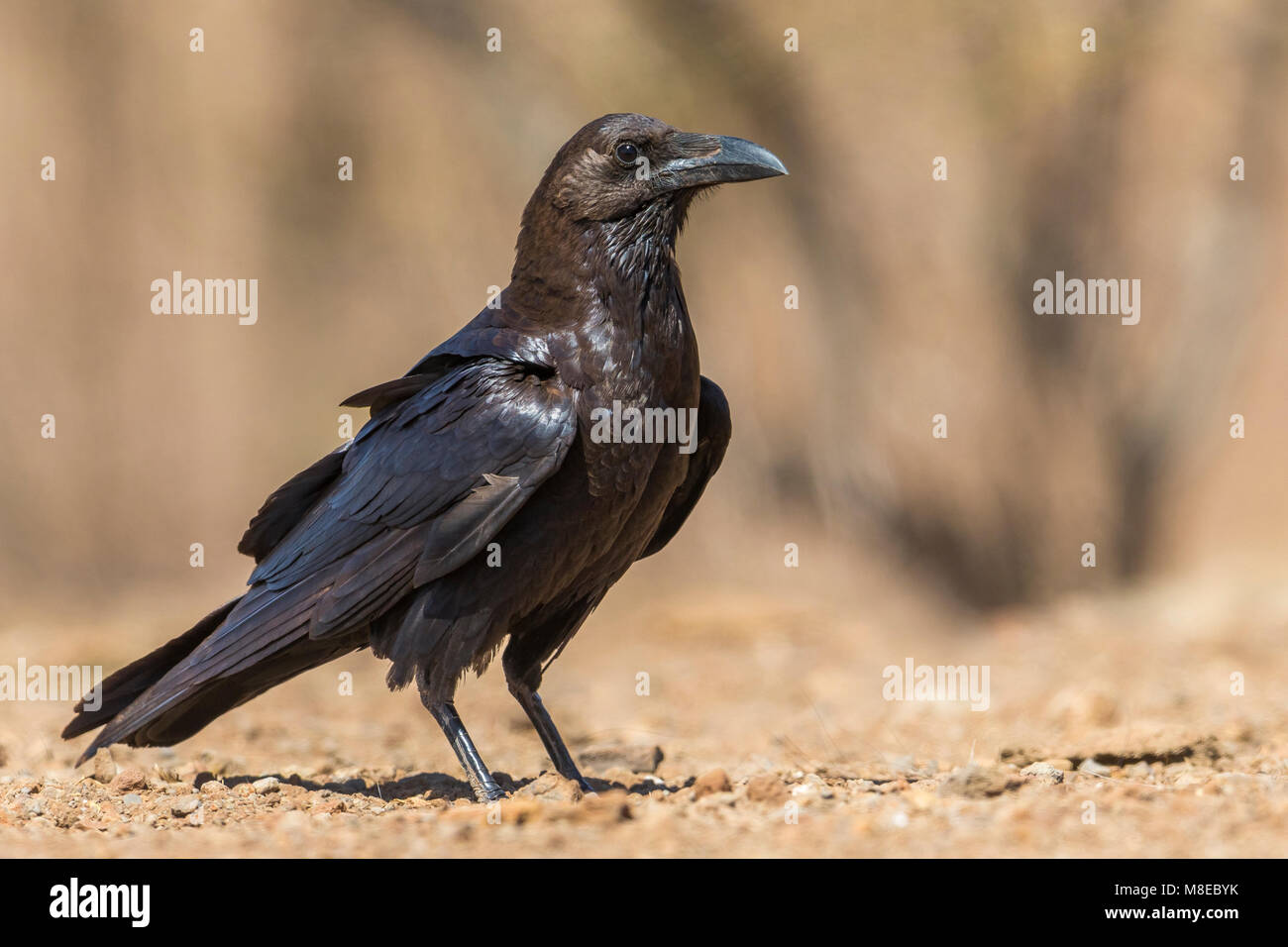 Bruinnekraaf, Brown-necked Raven Stock Photo - Alamy