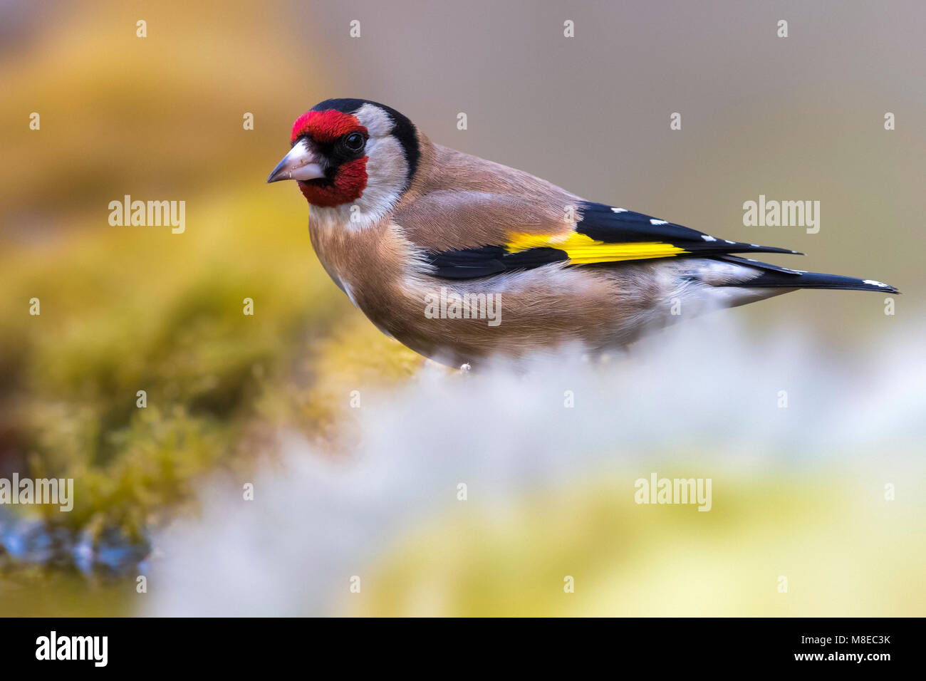 Putter; Eurasian Goldfinch Stock Photo