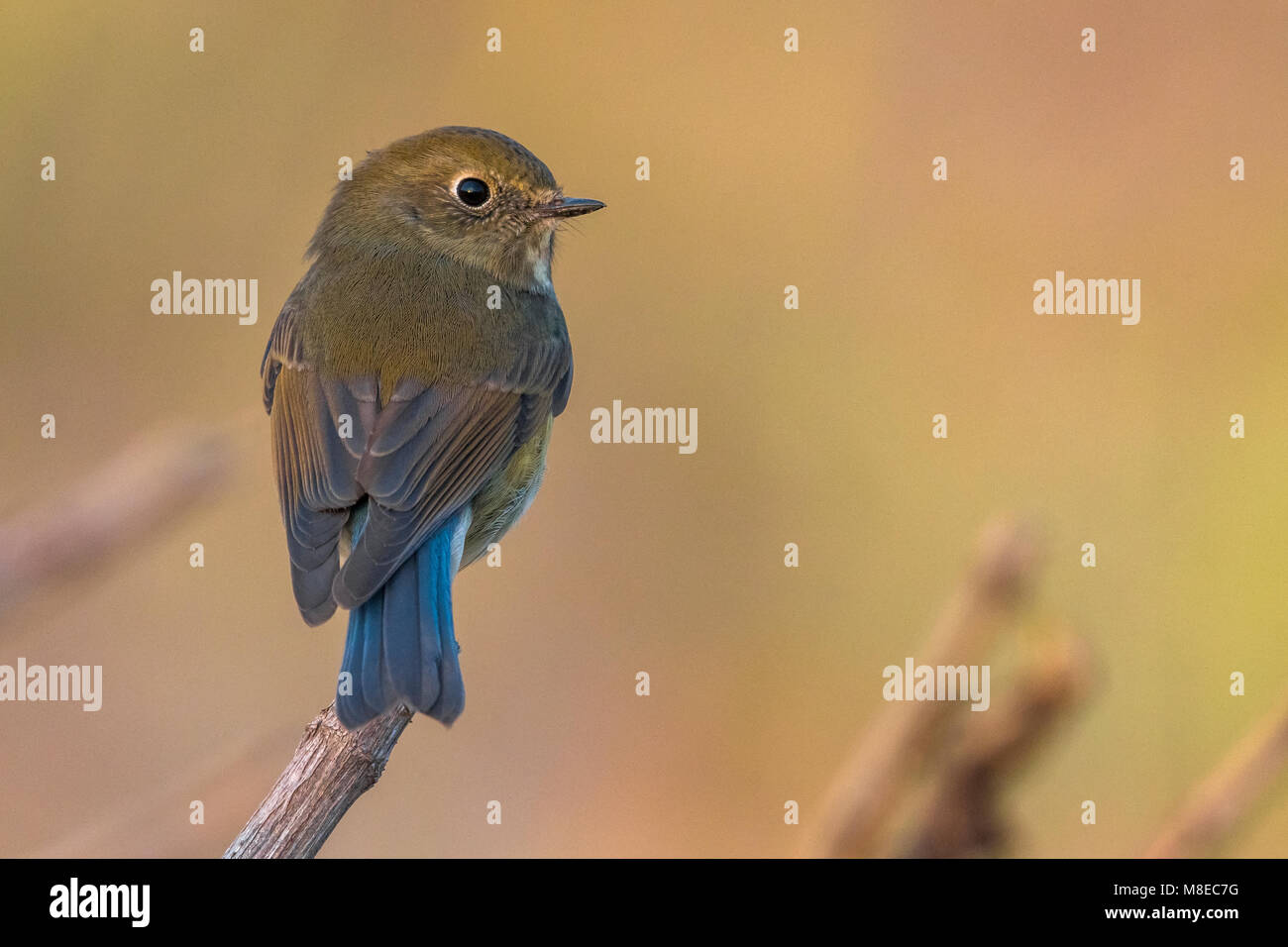 Vrouwtje Blauwstaart; Female Red-flanked Bluetail Stock Photo