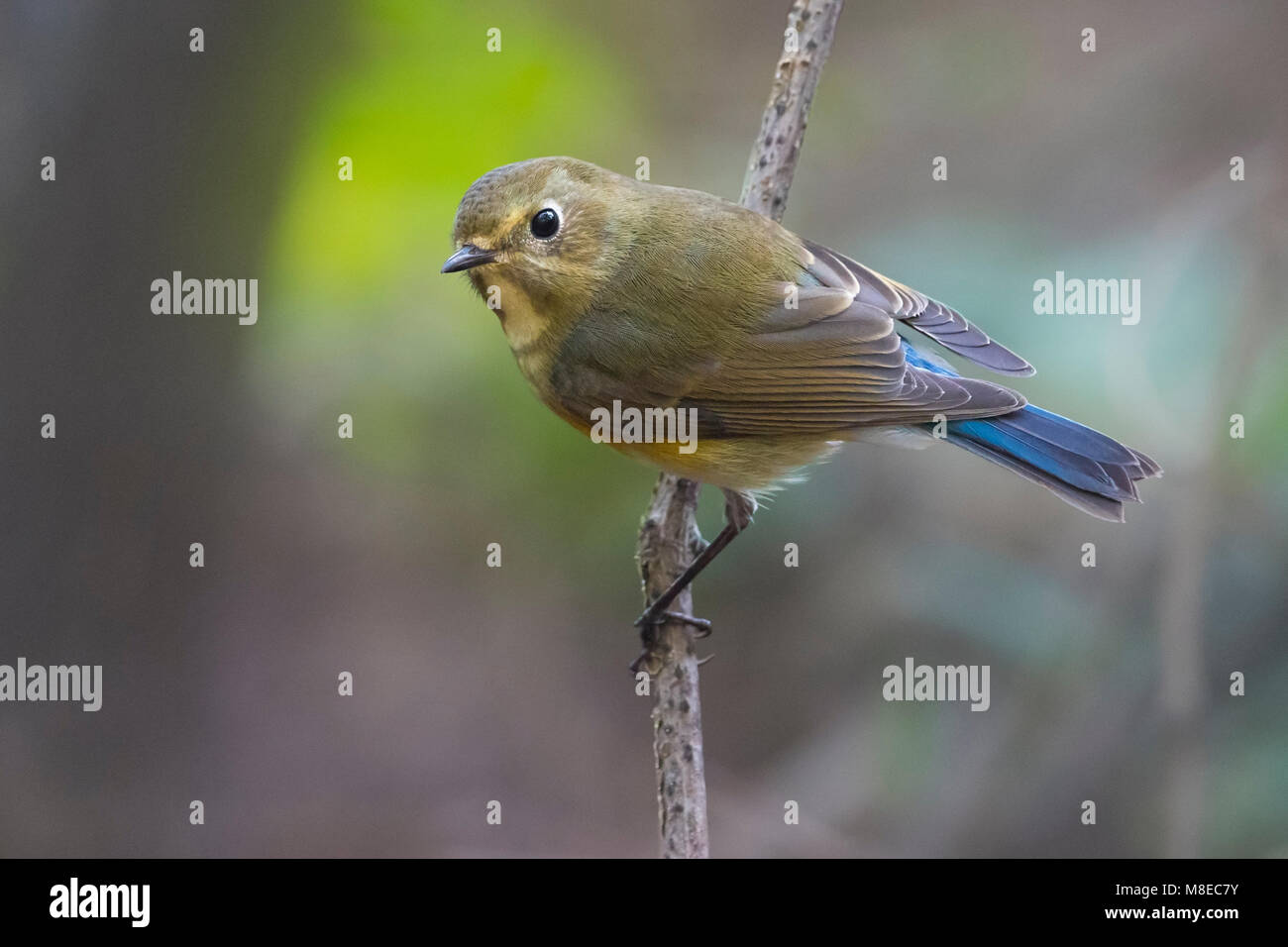 Birds - Red-flanked bluetail and nature tourism - Environmental