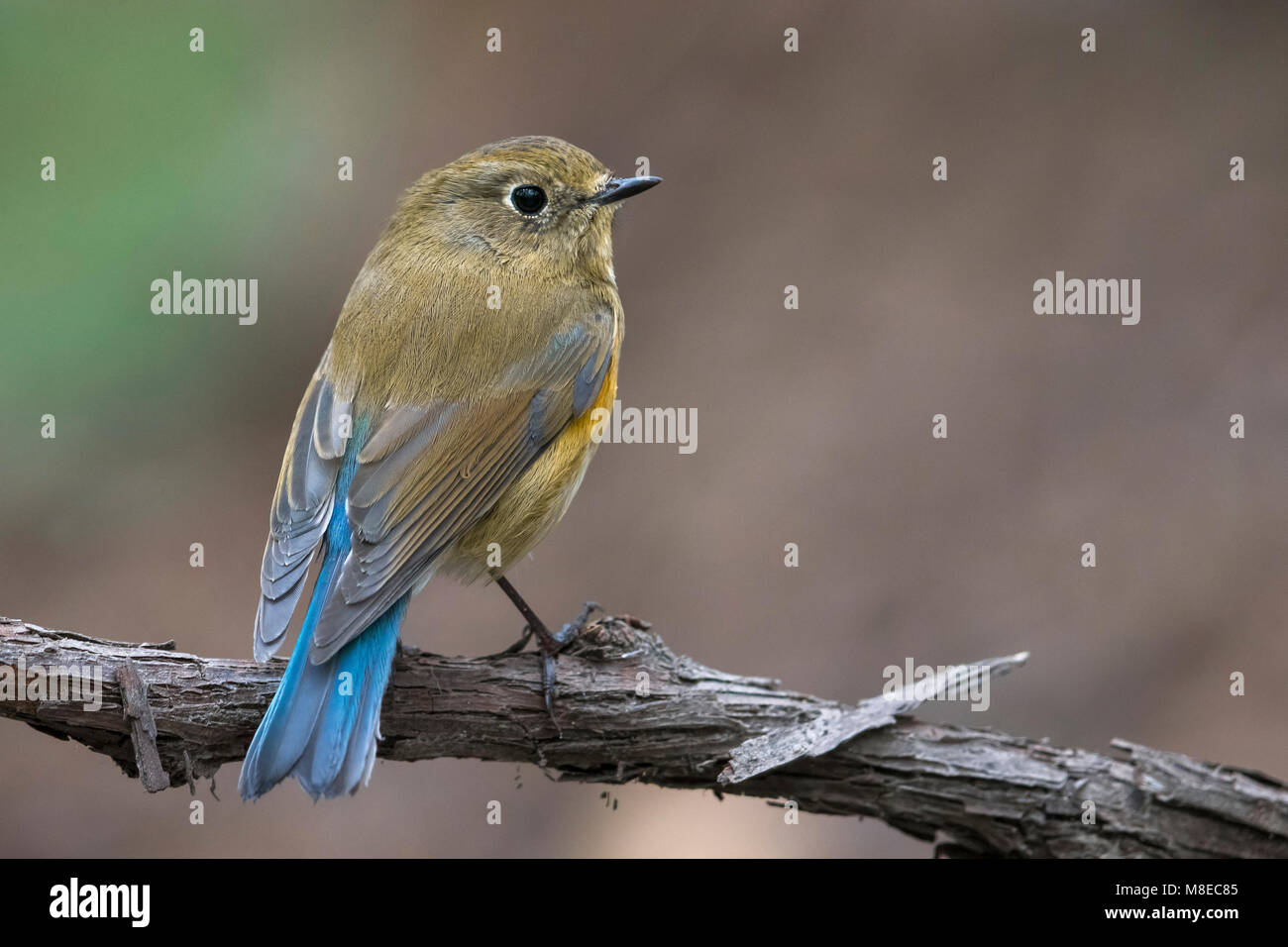 Vrouwtje Blauwstaart; Female Red-flanked Bluetail Stock Photo
