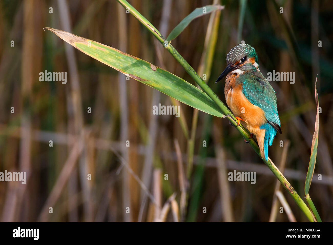 IJsvogel zittend op een rietstengel; Common Kingfisher perched in the reed Stock Photo