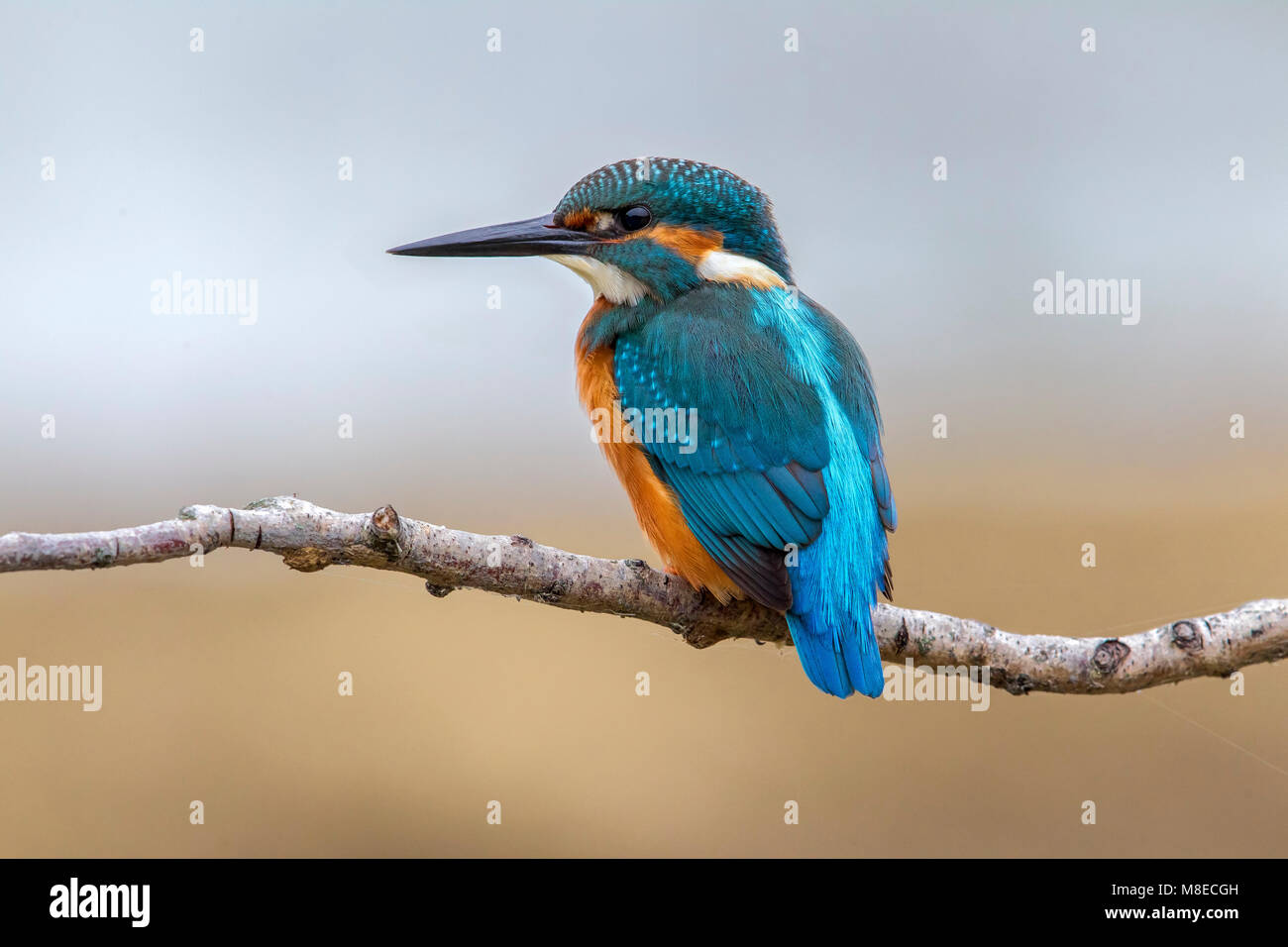 IJsvogel zittend op een tak; Common Kingfisher perched on a branch Stock Photo