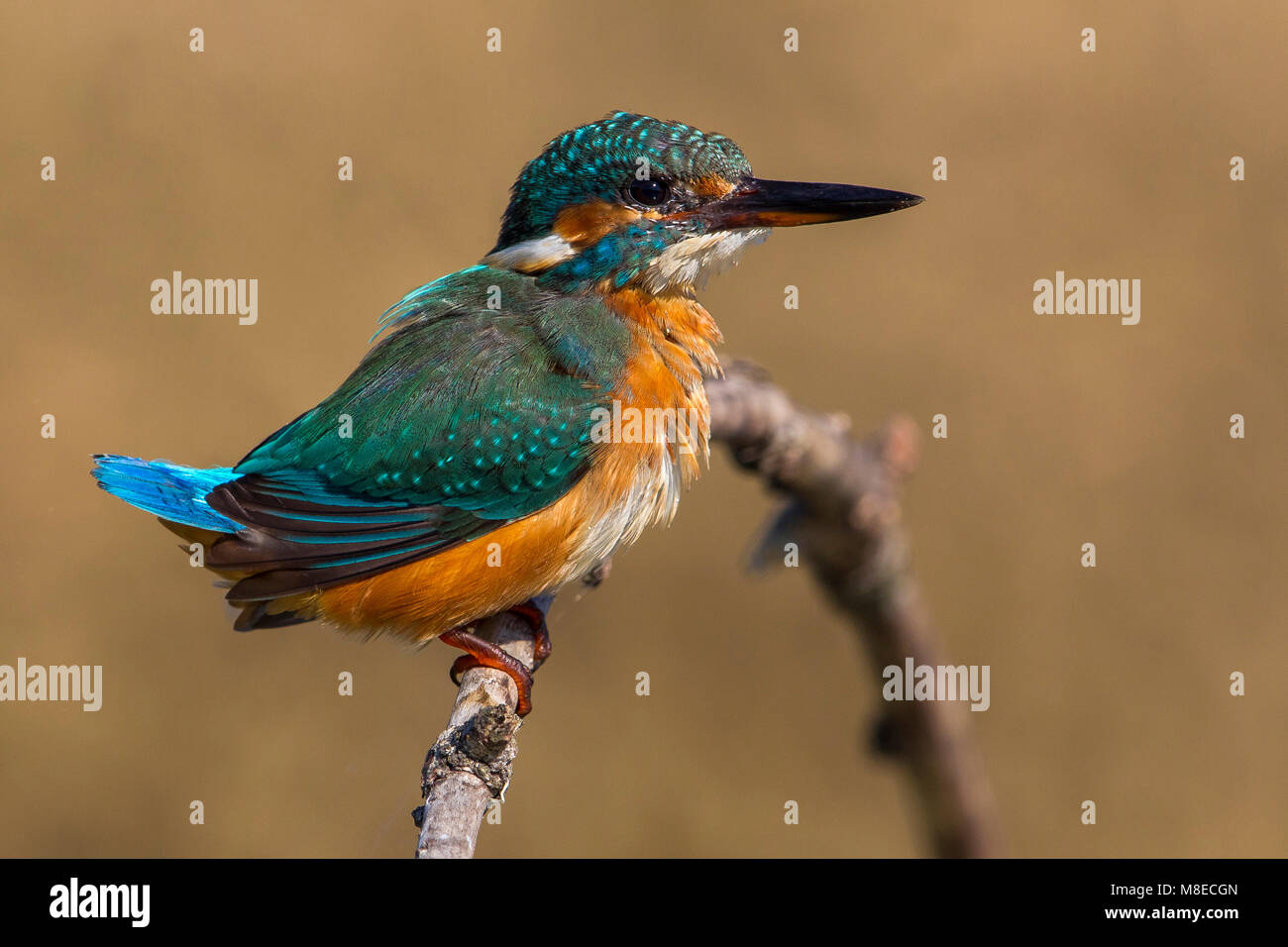 IJsvogel zittend op een tak; Common Kingfisher perched on a branch Stock Photo