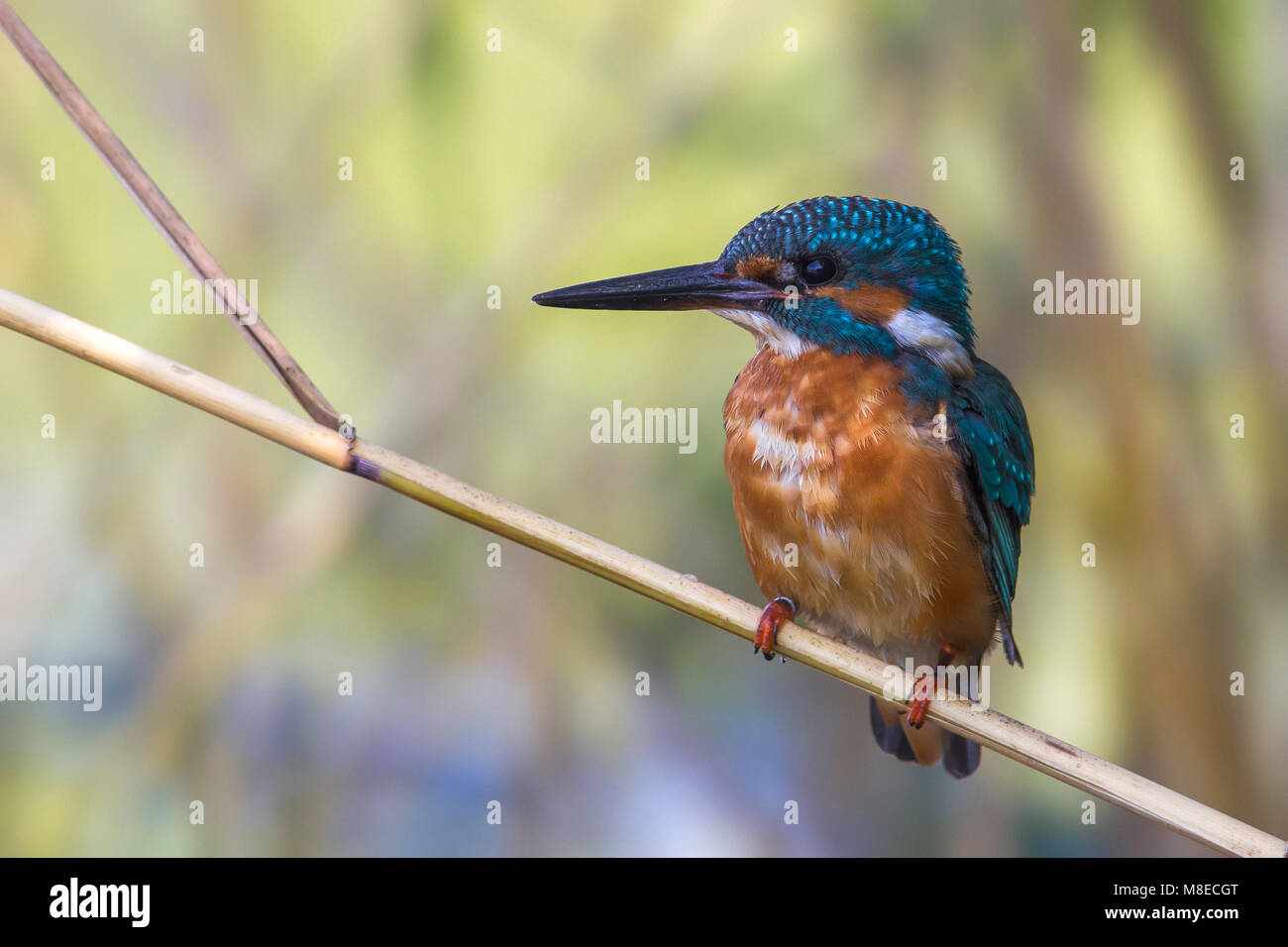 IJsvogel zittend op een rietstengel; Common Kingfisher perched in the reed Stock Photo