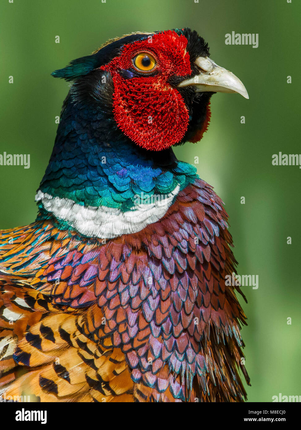 Fazant portret mannetje; Common Pheasant portrait male Stock Photo