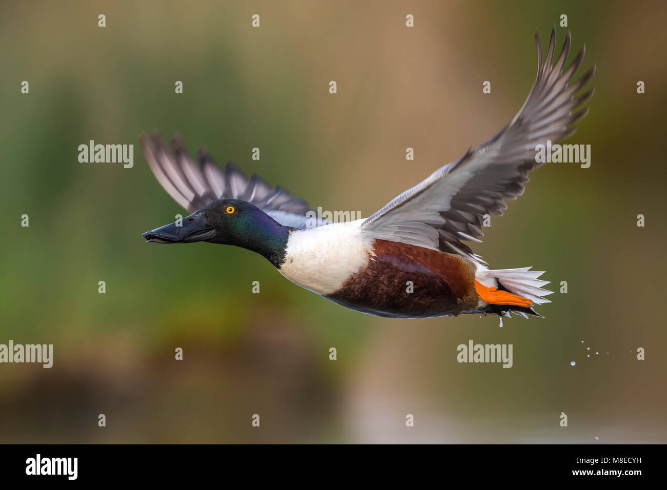 Vliegend mannetje Slobeend; Northern Shoveler male in flight Stock Photo