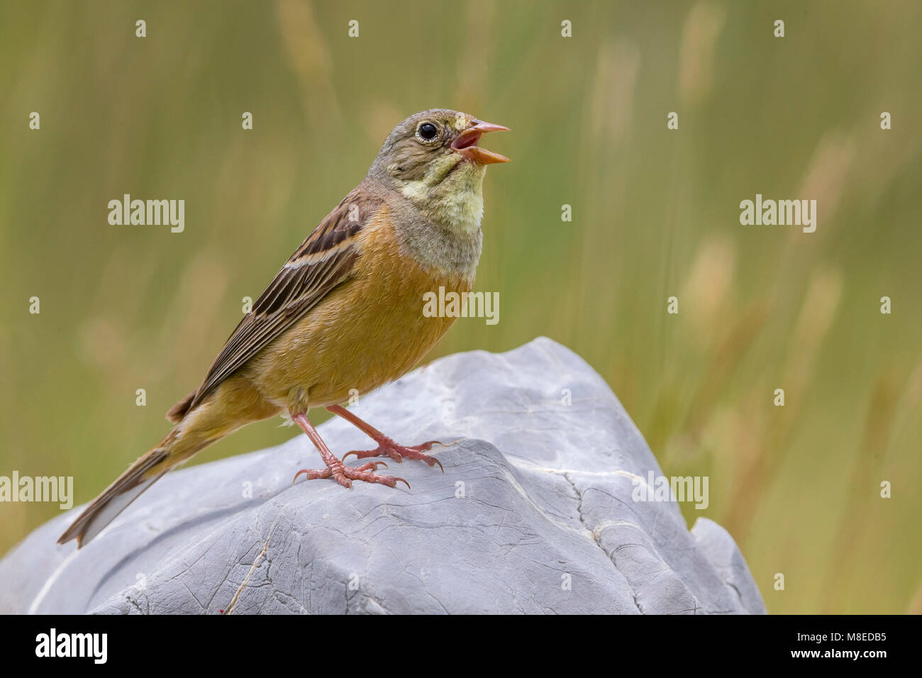 Volwassen Ortolaan; Adult Ortolan Bunting Stock Photo