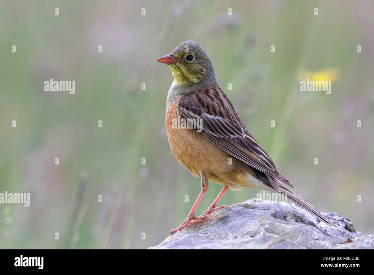 Volwassen Ortolaan; Adult Ortolan Bunting Stock Photo