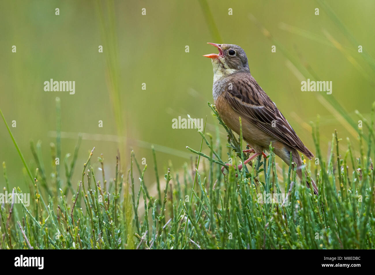 Volwassen Ortolaan; Adult Ortolan Bunting Stock Photo