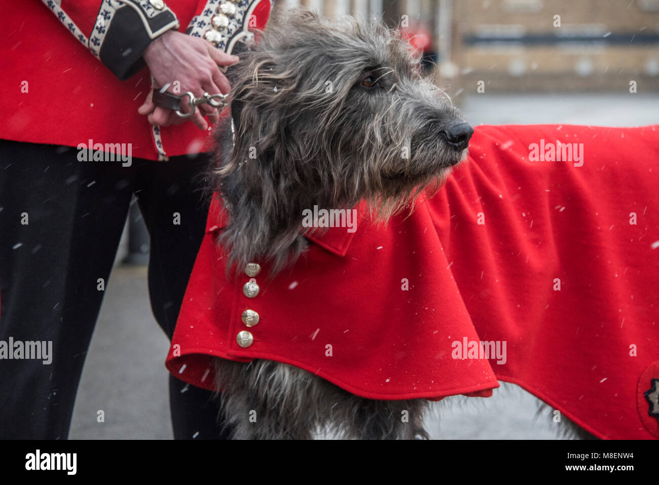 London, UK, 17 Mar 2018. Their mascot, the Irish Wolfhound Domhnal waits in light snow -  - The Duke of Cambridge, Colonel of the Irish Guards, accompanied by The Duchess of Cambridge, visited the 1st Battalion Irish Guards at their St. Patrick's Day Parade. 350 soldiers marched onto the Parade Square at Cavalry Barracks led by their mascot, the Irish Wolfhound Domhnall. Stock Photo