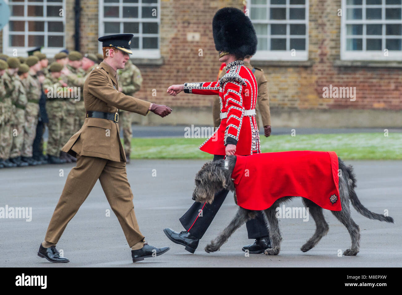 London, UK, 17 Mar 2018. Their mascot, the Irish Wolfhound Domhnal advances to recieve his shamrock - The Duke of Cambridge, Colonel of the Irish Guards, accompanied by The Duchess of Cambridge, visited the 1st Battalion Irish Guards at their St. Patrick's Day Parade. Credit: Guy Bell/Alamy Live News Stock Photo