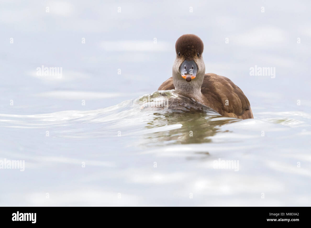 Vrouwtje Krooneend; Female Red-crested Pochard Stock Photo