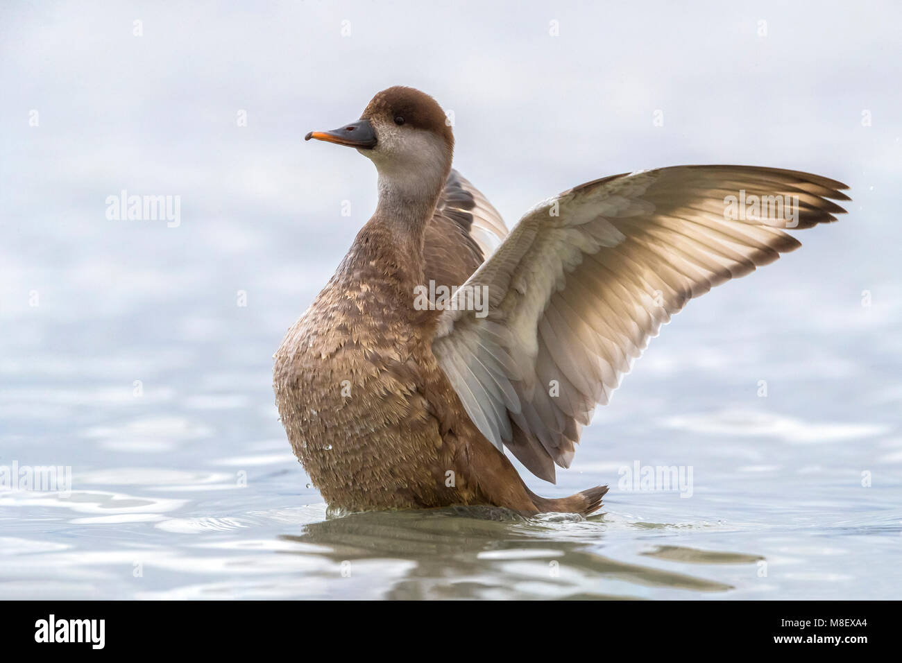 Vrouwtje Krooneend; Female Red-crested Pochard Stock Photo