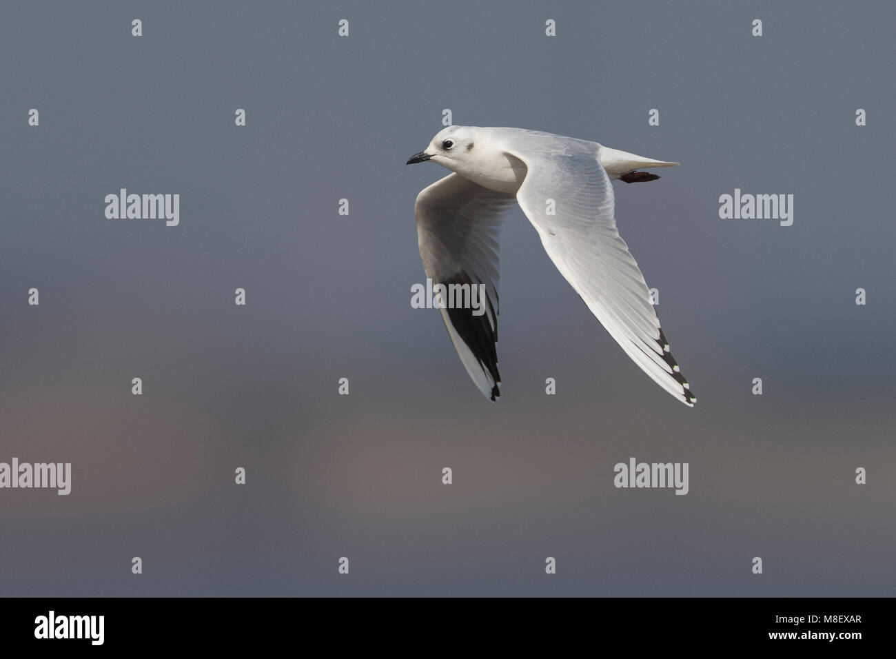 Volwassen winterkleed Saunders' Meeuw in vlucht; Adult winter Saunders's Gull in flight Stock Photo