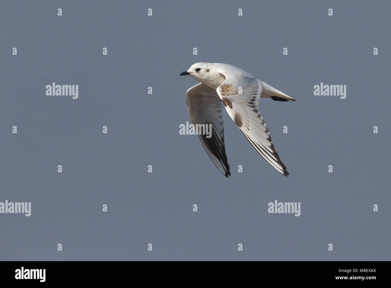 Onvolwassen Saunders' Meeuw in vlucht; Immature Saunders's Gull in flight Stock Photo