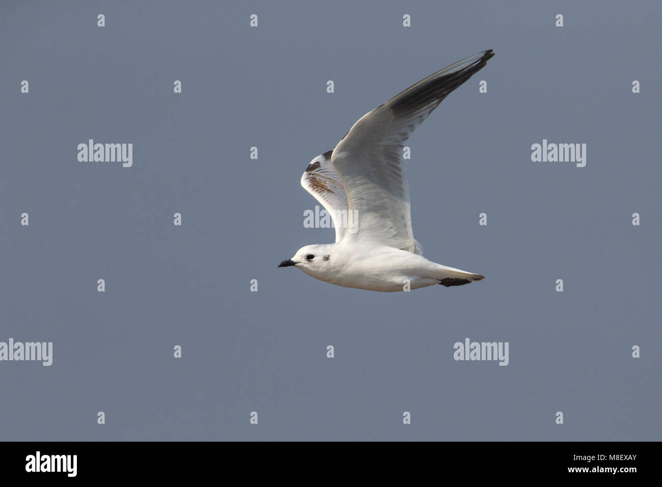 Onvolwassen Saunders' Meeuw in vlucht; Immature Saunders's Gull in flight Stock Photo